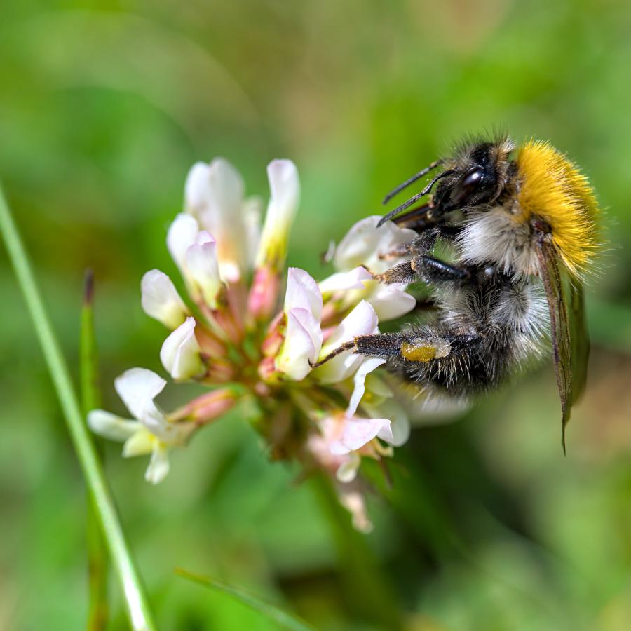 A bee sitting on a flower in the grass.