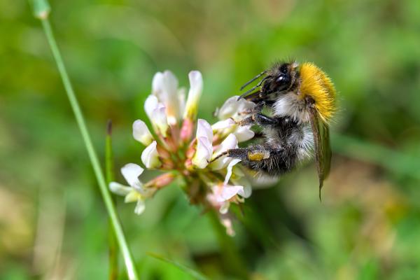 A bee sitting on a flower in the grass.
