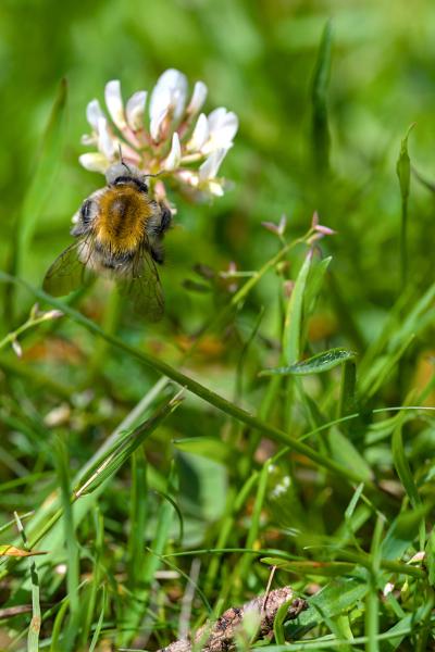 A bee sitting on a flower in the grass.