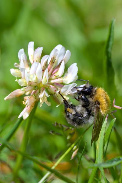 A bee sitting on a flower in the grass.