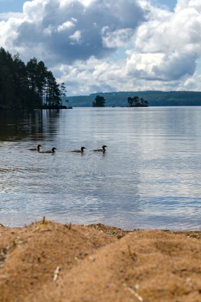 Ducks swimming from the left side of the image to the right. There is a forest in the background and a beach on the foreground.
