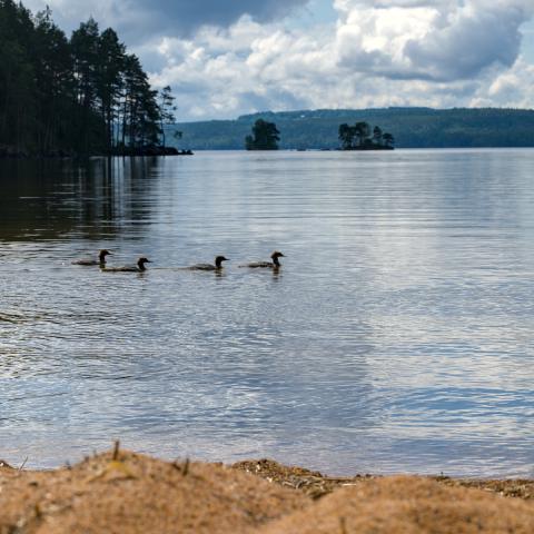 Ducks swimming from the left side of the image to the right. There is a forest in the background and a beach on the foreground.