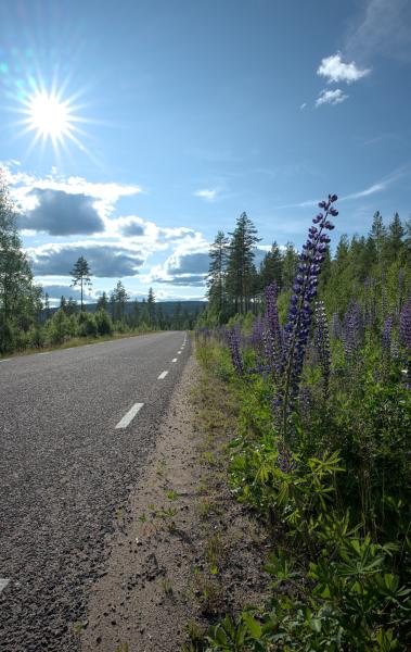 You can see a road in the swedish woods. To the right side of it there are some purple flowers. In the background you can see a hill and in the sky there are a few clouds and  the sun.