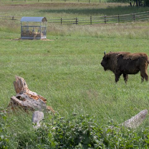 A visent in some kind of enclosure standing on a meadow.