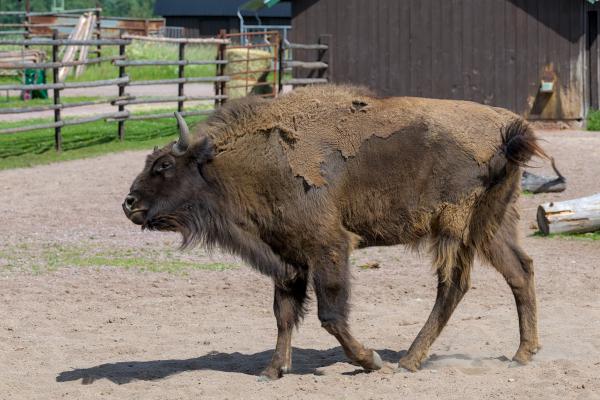 A visent in some kind of enclosure moving its head.
