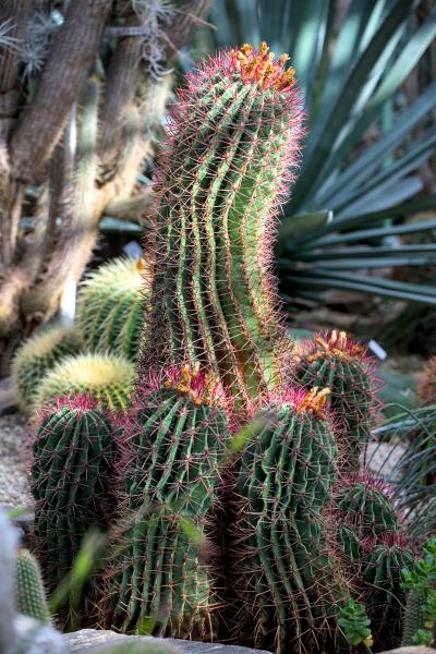 A big green cactus with some purplish flowers on it. Some other cactus plants are in the background.