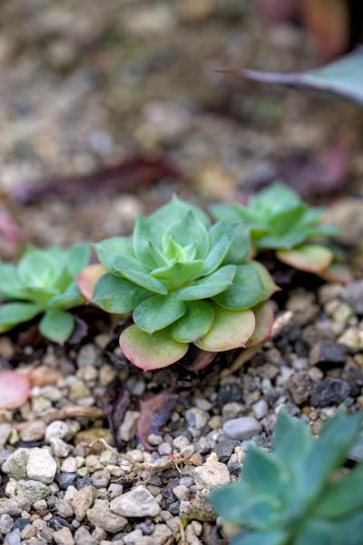 A cute little cactus thingy in a rocky ground.