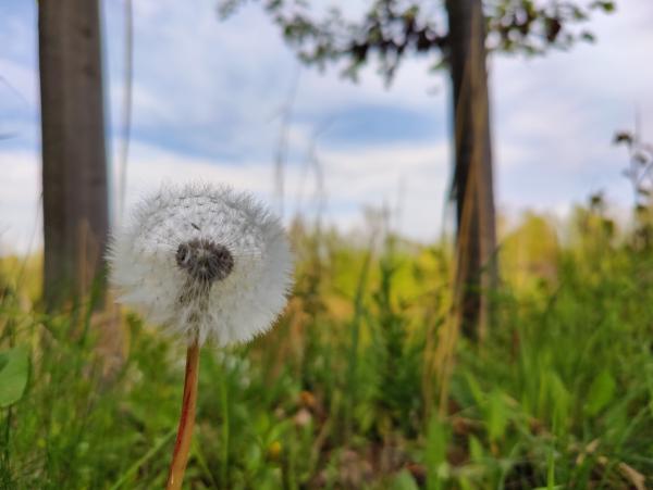 A single dandelion seed head in sharp focus with a blurred meadow and trees in the background.