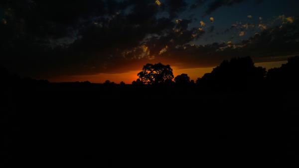 Dark silhouette of trees against a fiery sunset sky with clouds.
