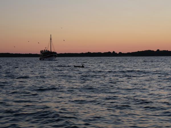 Silhouettes of dolphins leaping next to a boat at sunset with a warm sky in the background.