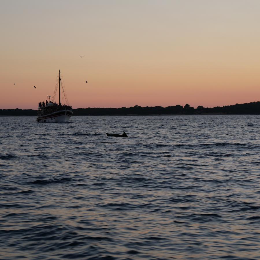Silhouettes of dolphins leaping next to a boat at sunset with a warm sky in the background.