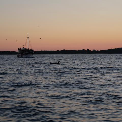 Silhouettes of dolphins leaping next to a boat at sunset with a warm sky in the background.