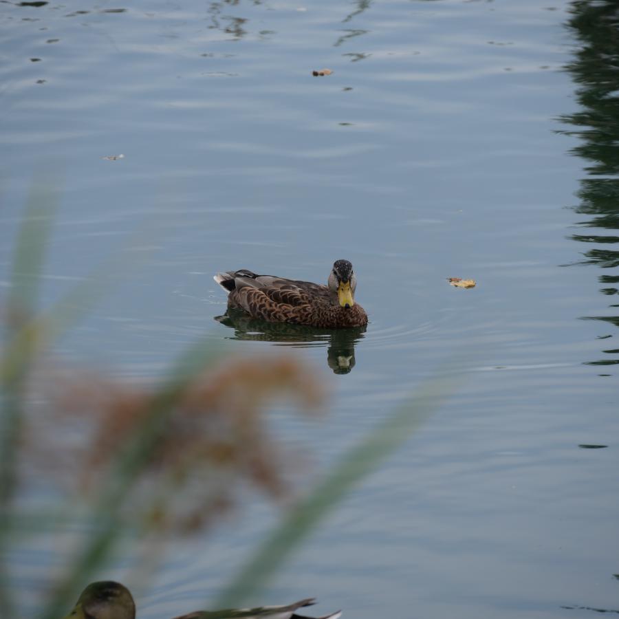 A duck swimming in a calm pond.