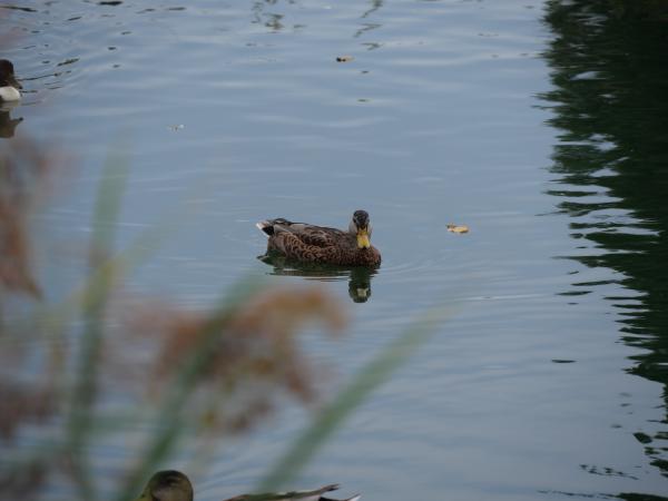 A duck swimming in a calm pond.