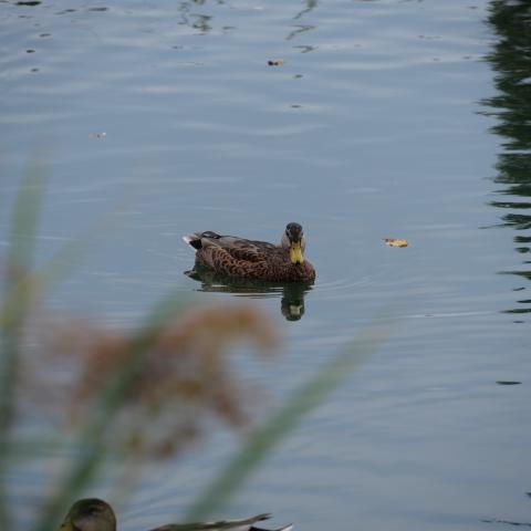 A duck swimming in a calm pond.