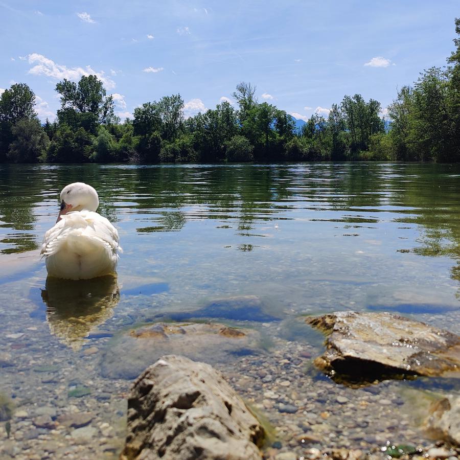 A white duck swimming in clear waters with the reflection of trees and a mountain backdrop.