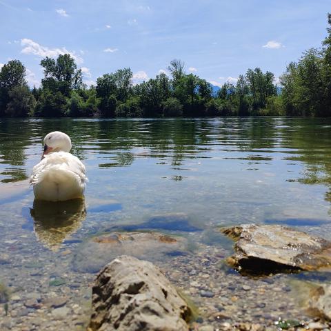 A white duck swimming in clear waters with the reflection of trees and a mountain backdrop.