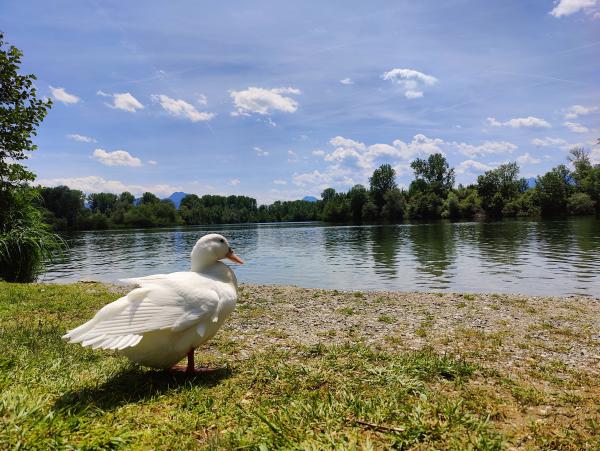 A duck standing at the side of a lake.