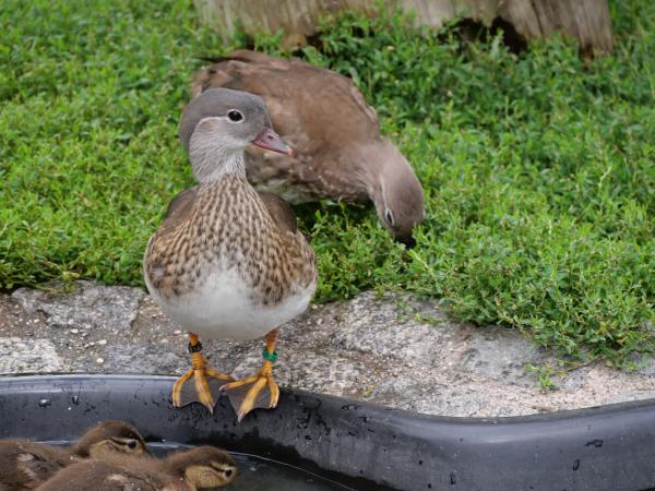 Ducklings clustered together in the water, next to a parent duck, showcasing their early life stages.