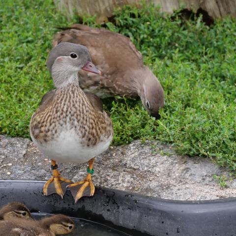 Ducklings clustered together in the water, next to a parent duck, showcasing their early life stages.