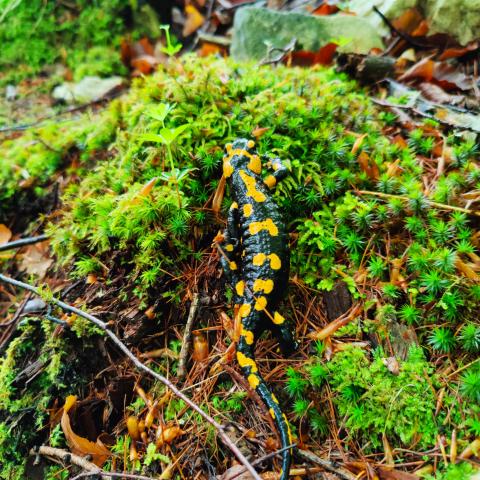 Feuersalamander