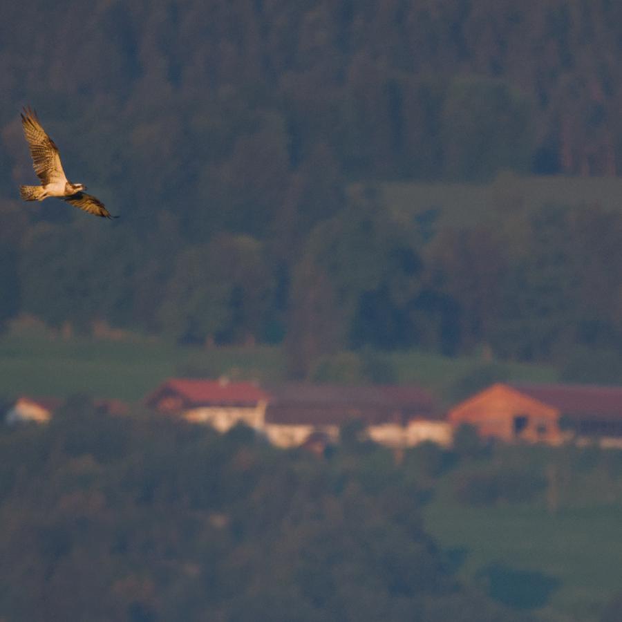 A sunlit osprey glides across a dark forested mountainside, with a farm below catching the first morning light.