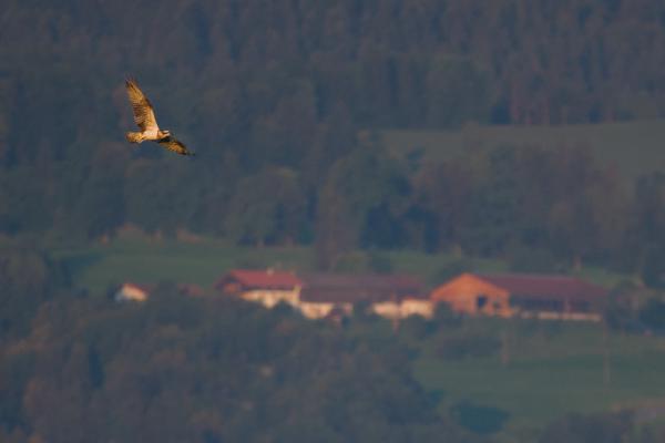 A sunlit osprey glides across a dark forested mountainside, with a farm below catching the first morning light.