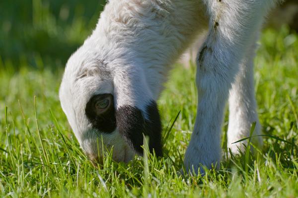 Close-up of a white lamb with black patches around its eye and muzzle, head lowered to graze on lush, sunlit green grass. Its woolly body and front legs fill the frame in a bright spring meadow.