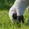 First Taste of Spring — Lamb Grazing in the Fresh Green Grass.jpg