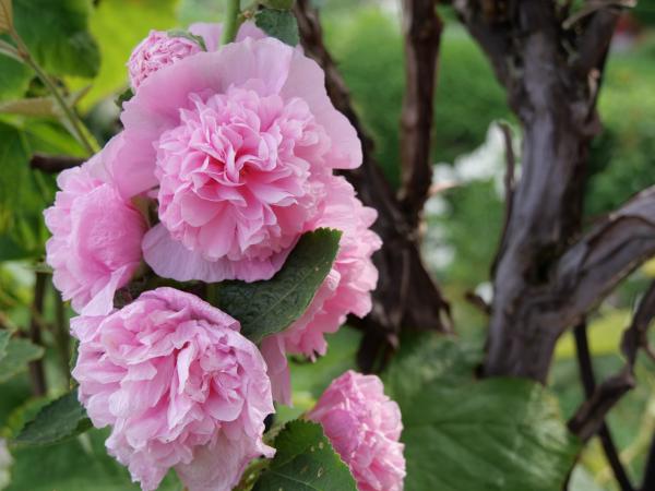 Lush pink flowers blooming on a bush with wooden fence in the background.