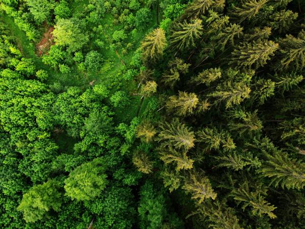 Aerial view of a dense forest with a mix of different green treetops.