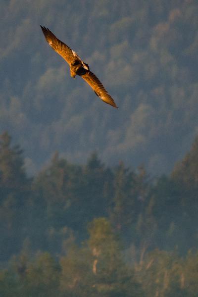A white-tailed eagle glides overhead with wings fully spread, its brown plumage lit gold by the low morning sun, against a hazy blue sky above a dark forested mountainside.