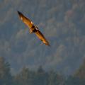 Gilded Wings - White-tailed Eagle Gliding Through the Morning Sun.jpg