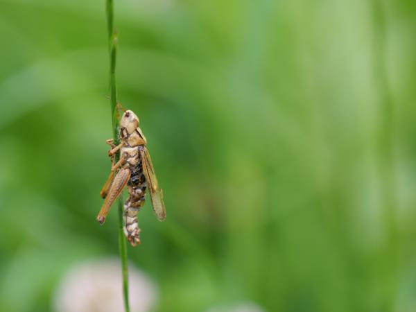 A close-up of a grasshopper gripping a green stem, with a soft-focus green background.