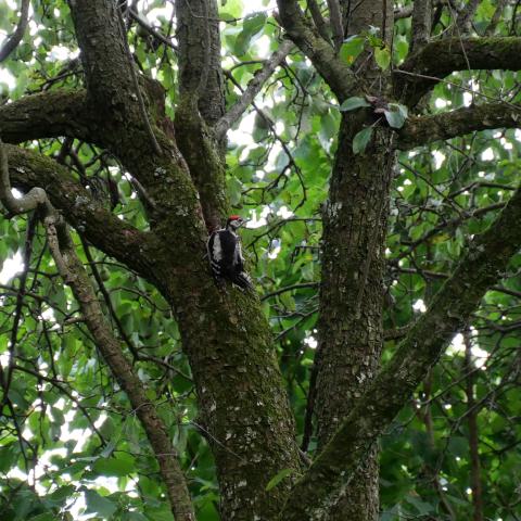 A Great Spotted Woodpecker clinging to a tree trunk, its black and white feathers blending into the bark.