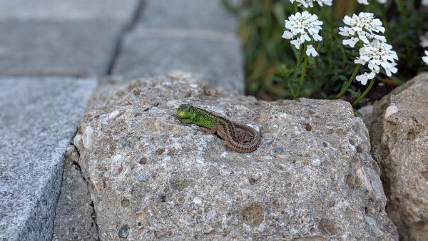 A green lizard basking on a rock, with its textured skin and bright eyes highlighted by the sunlight.