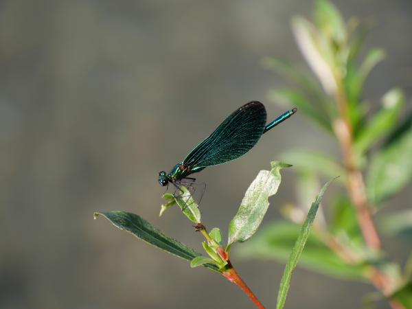 A green dragonfly with closed wings perched on a leaf, showcasing its delicate structure against a soft-focus background.