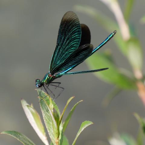 A vibrant green dragonfly with open wings resting on green foliage, with a blurred background.