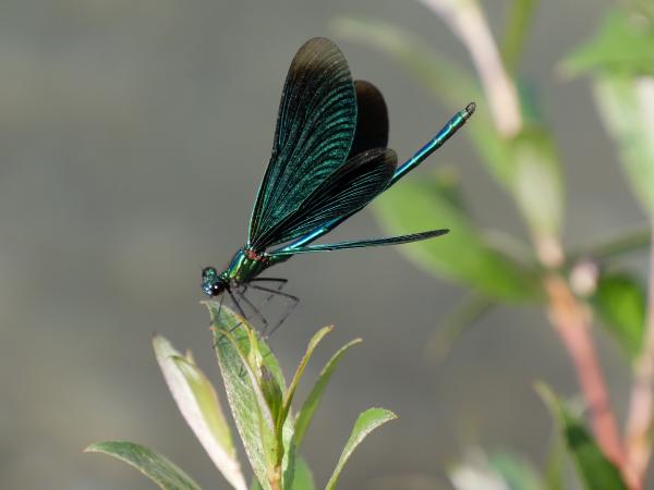 A vibrant green dragonfly with open wings resting on green foliage, with a blurred background.