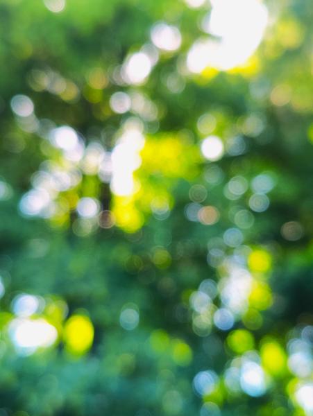 Not focused image of the tree tops