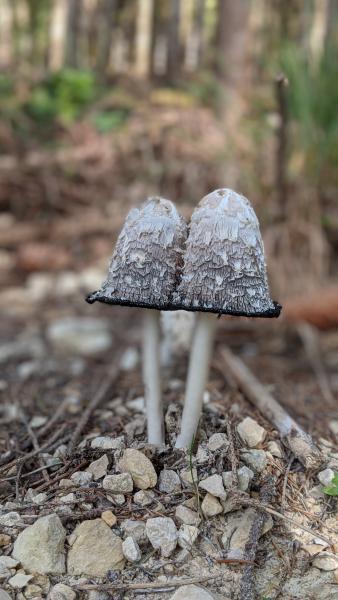 Two grey mushrooms with textured caps growing close together on the forest floor.