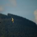 Hard Bank - Three Mallards Turning Below a Forested Ridge.jpg