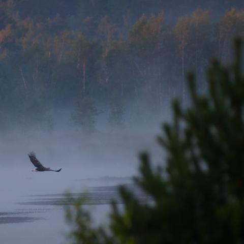 A white-tailed eagle glides low over the misty surface of a bog lake at dawn, with a fog-shrouded forest behind it.