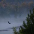 Heavy Early Mornings - White-Tailed Eagle Skimming a Fog-Covered Bog Lake.jpg