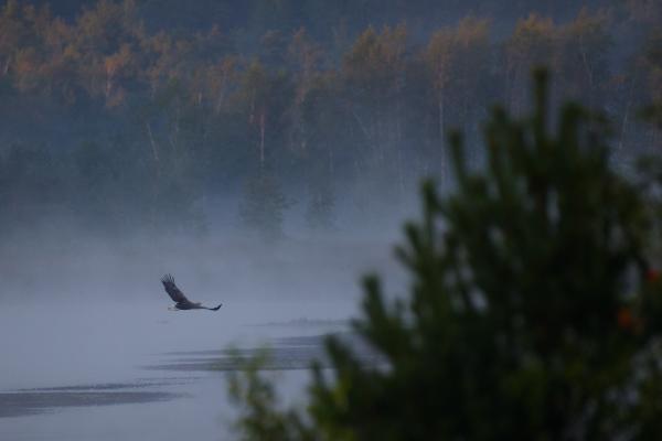 A white-tailed eagle glides low over the misty surface of a bog lake at dawn, with a fog-shrouded forest behind it.