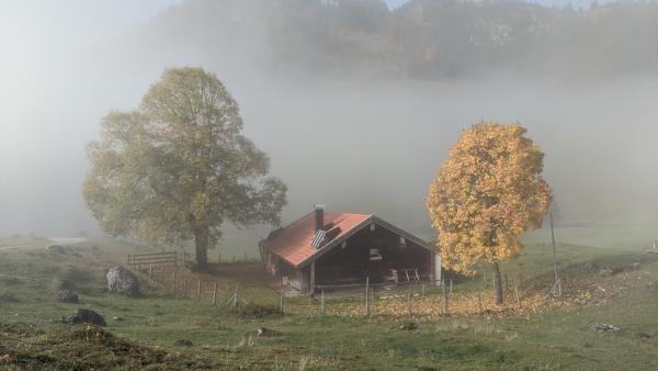 A small mountain cottage standing between two trees in the fog.
