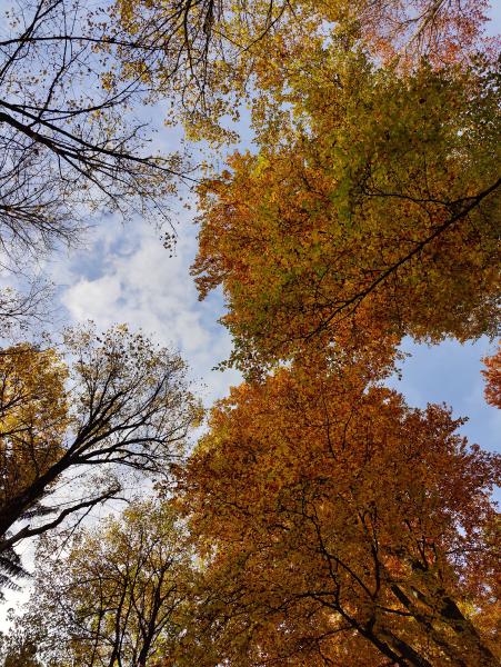 Looking up towards the sky through a canopy of autumn-colored treetops with scattered clouds.