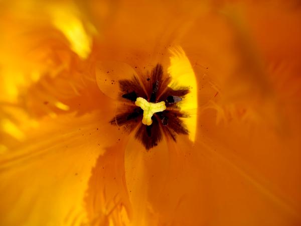 The interior of a yellow tulip showing the stamen and pollen, with a focus on the flower's bright color and details.