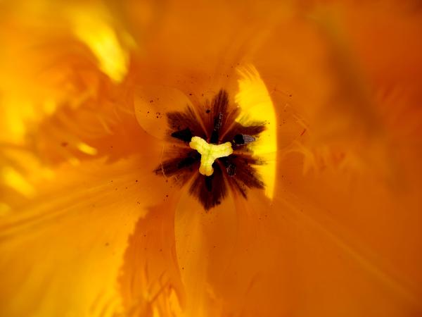 The interior of a yellow tulip showing the stamen and pollen, with a focus on the flower's bright color and details.