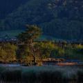 Island of One - Solitary Pine in the Moorland Glow.jpg